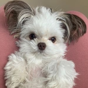 Meet your Posher, Jean